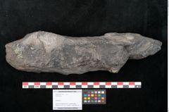 Foto (Objekt + Etikett) von Stigmaria sp.  (NHMW-GEO-2024-0188-11251)